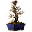 Ulmus parvifolia Nire, 18,5 cm, ± 10 Jahre alt