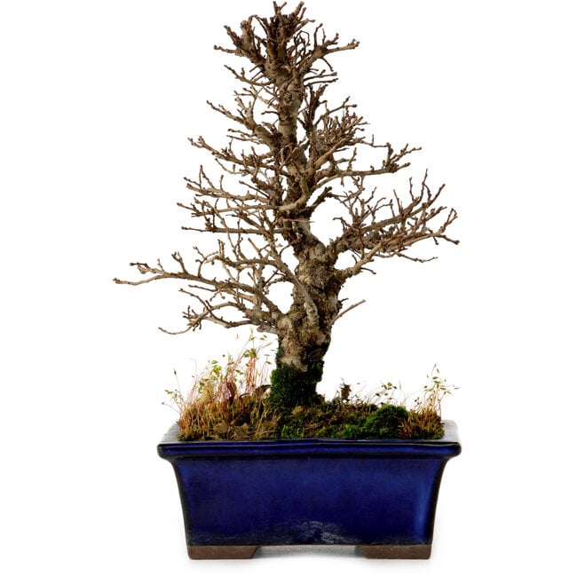 Ulmus parvifolia Nire, 18,5 cm, ± 10 Jahre alt