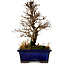 Ulmus parvifolia Nire, 18,5 cm, ± 10 Jahre alt