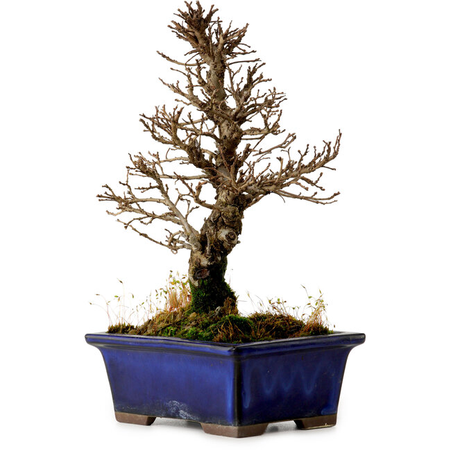 Ulmus parvifolia Nire, 18,5 cm, ± 10 anni