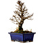 Ulmus parvifolia Nire, 18,5 cm, ± 10 years old