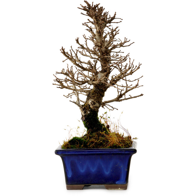 Ulmus parvifolia Nire, 18,5 cm, ± 10 jaar oud