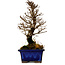 Ulmus parvifolia Nire, 18,5 cm, ± 10 Jahre alt