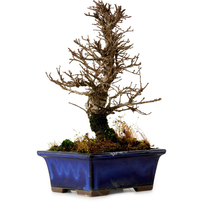 Ulmus parvifolia Nire, 18,5 cm, ± 10 anni