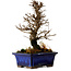 Ulmus parvifolia Nire, 18,5 cm, ± 10 years old