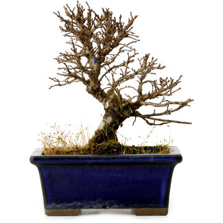 Ulmus parvifolia Nire, 13,5 cm, ± 10 jaar oud