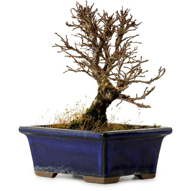 Ulmus parvifolia Nire, 13,5 cm, ± 10 jaar oud