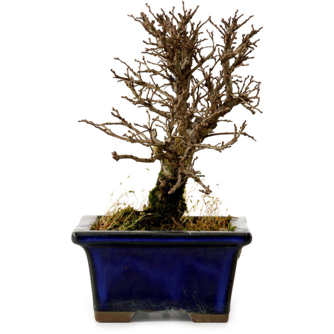 Ulmus parvifolia Nire, 13,5 cm, ± 10 jaar oud