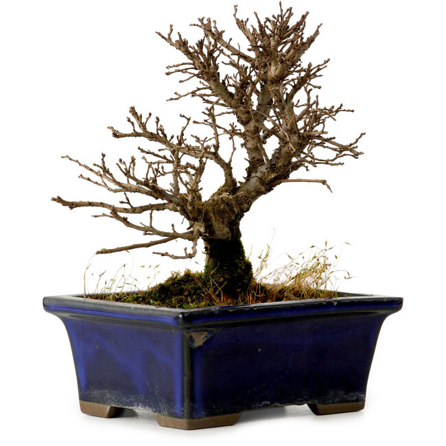 Ulmus parvifolia Nire, 13,5 cm, ± 10 jaar oud