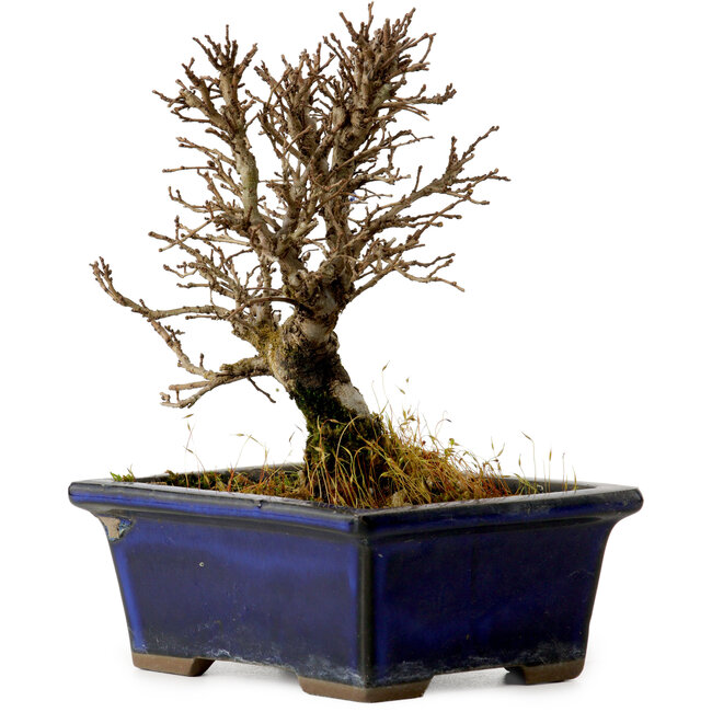 Ulmus parvifolia Nire, 13,5 cm, ± 10 jaar oud