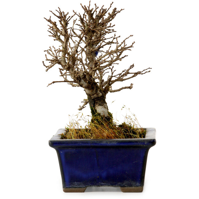 Ulmus parvifolia Nire, 13,5 cm, ± 10 jaar oud