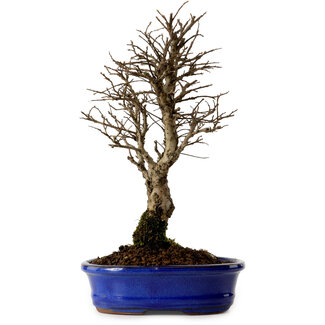 Ulmus parvifolia Nire, 22 cm, ± 10 anni