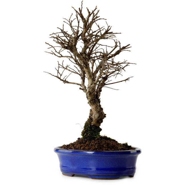 Ulmus parvifolia Nire, 22 cm, ± 10 jaar oud