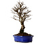 Ulmus parvifolia Nire, 22 cm, ± 10 Jahre alt
