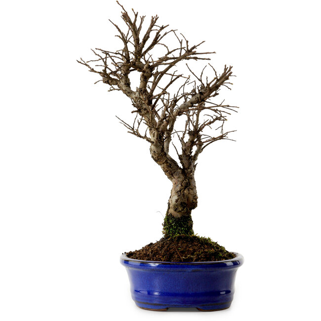 Ulmus parvifolia Nire, 22 cm, ± 10 Jahre alt