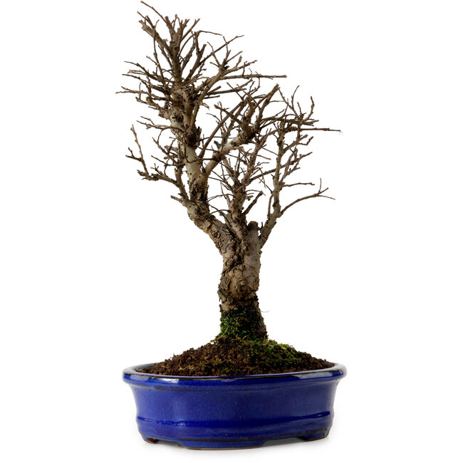 Ulmus parvifolia Nire, 22 cm, ± 10 jaar oud