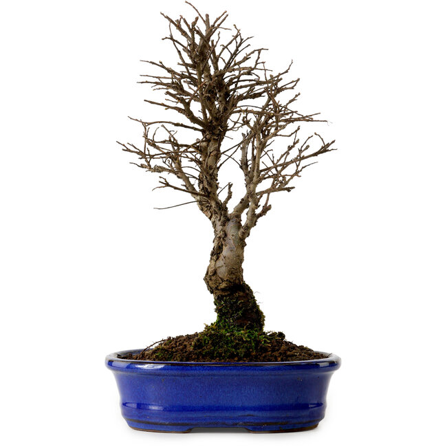 Ulmus parvifolia Nire, 22 cm, ± 10 anni