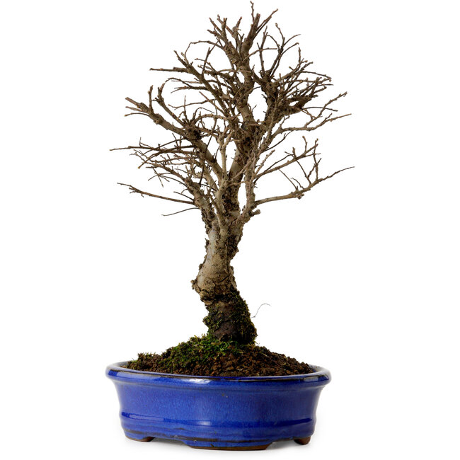 Ulmus parvifolia Nire, 22 cm, ± 10 anni