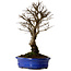 Ulmus parvifolia Nire, 22 cm, ± 10 years old