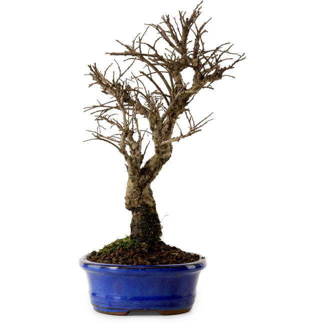 Ulmus parvifolia Nire, 22 cm, ± 10 ans