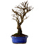 Ulmus parvifolia Nire, 22 cm, ± 10 years old