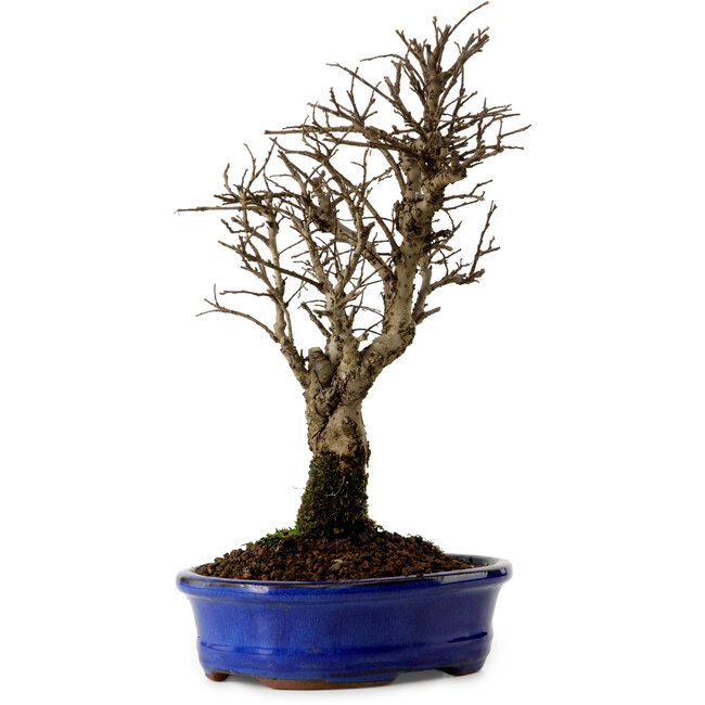 Ulmus parvifolia Nire, 22 cm, ± 10 ans