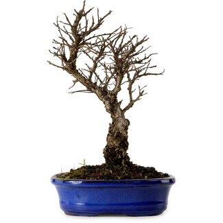Ulmus parvifolia Nire, 22 cm, ± 10 Jahre alt