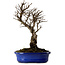 Ulmus parvifolia Nire, 22 cm, ± 10 years old