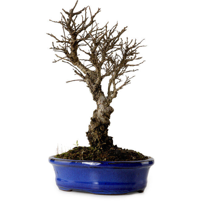 Ulmus parvifolia Nire, 22 cm, ± 10 Jahre alt