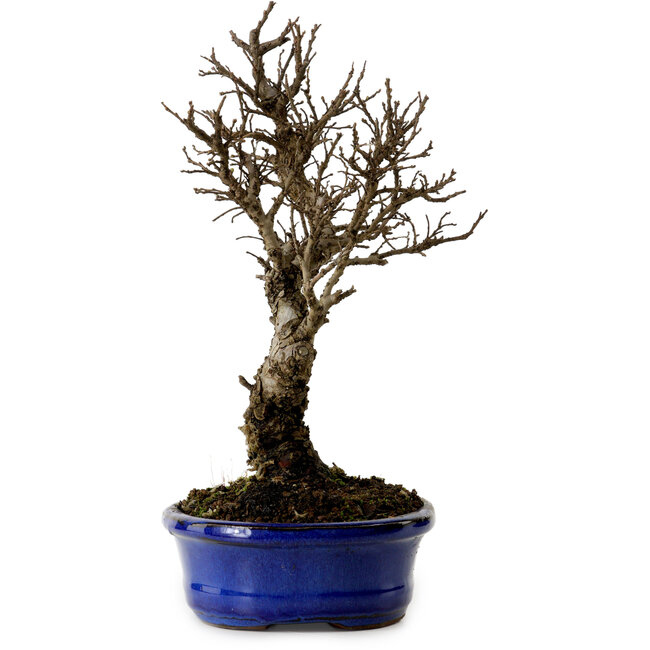 Ulmus parvifolia Nire, 22 cm, ± 10 años