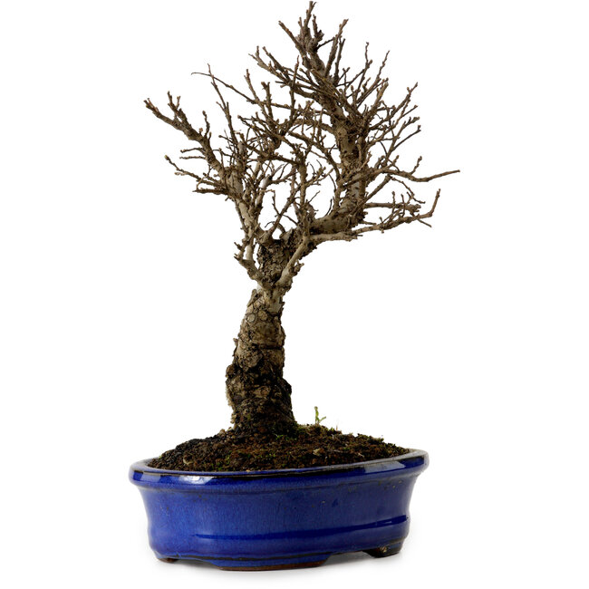 Ulmus parvifolia Nire, 22 cm, ± 10 años