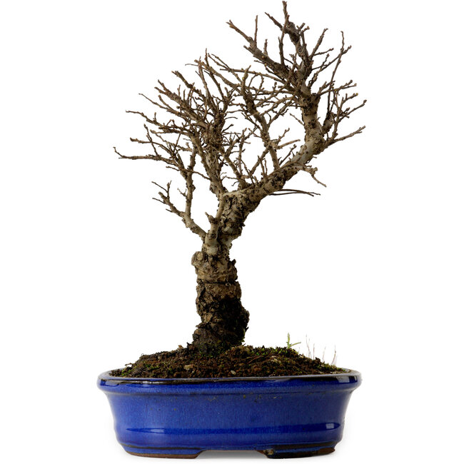 Ulmus parvifolia Nire, 22 cm, ± 10 jaar oud