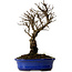 Ulmus parvifolia Nire, 22 cm, ± 10 ans