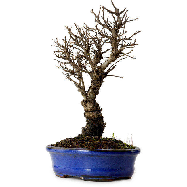 Ulmus parvifolia Nire, 22 cm, ± 10 years old