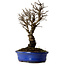 Ulmus parvifolia Nire, 22 cm, ± 10 years old