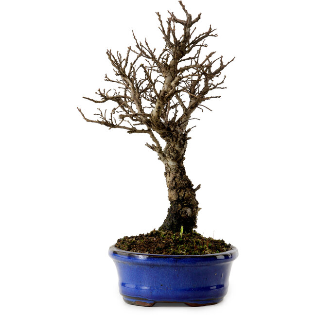 Ulmus parvifolia Nire, 22 cm, ± 10 anni