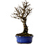 Ulmus parvifolia Nire, 22 cm, ± 10 Jahre alt