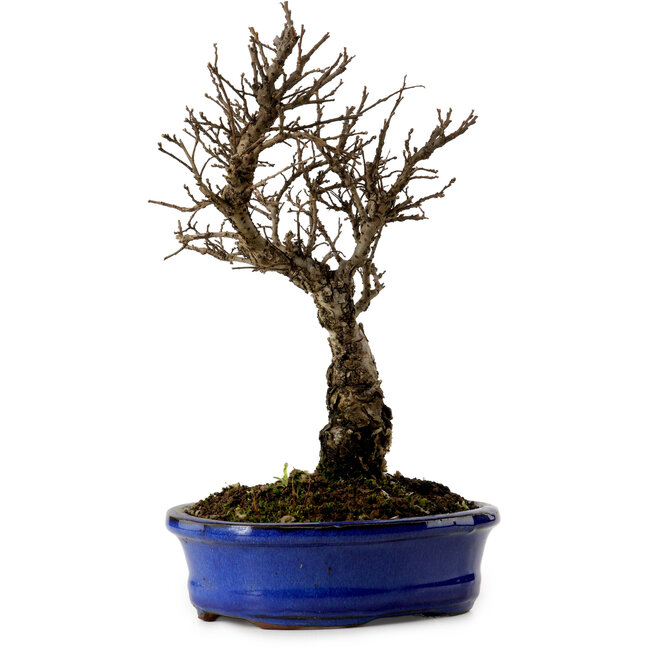 Ulmus parvifolia Nire, 22 cm, ± 10 years old