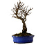 Ulmus parvifolia Nire, 22 cm, ± 10 years old