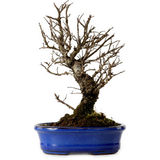 Ulmus parvifolia Nire, 22 cm, ± 10 ans