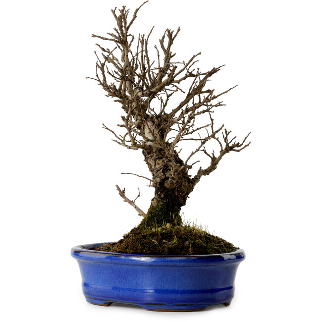 Ulmus parvifolia Nire, 22 cm, ± 10 años