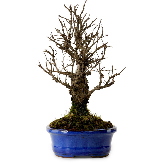 Ulmus parvifolia Nire, 22 cm, ± 10 anni