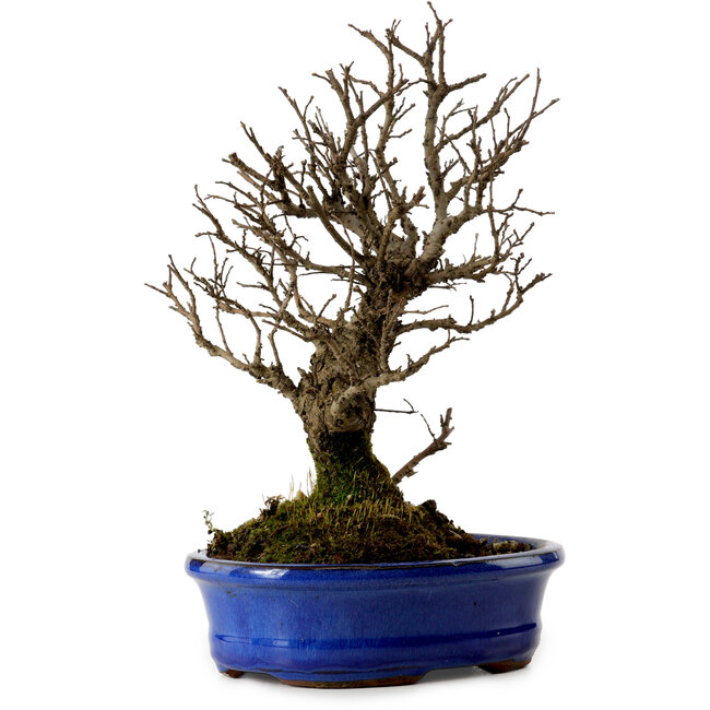 Ulmus parvifolia Nire, 22 cm, ± 10 anni