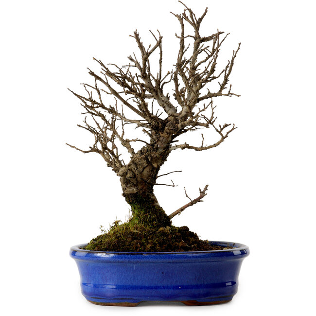 Ulmus parvifolia Nire, 22 cm, ± 10 years old