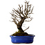 Ulmus parvifolia Nire, 22 cm, ± 10 Jahre alt