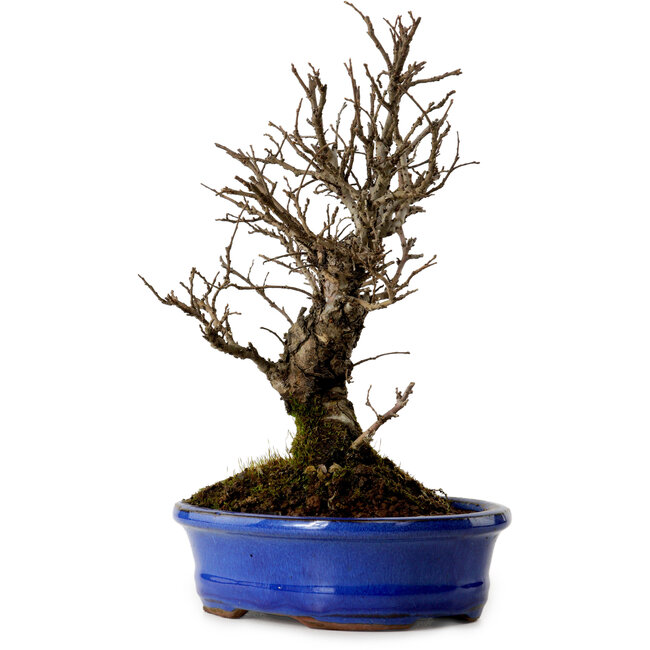 Ulmus parvifolia Nire, 22 cm, ± 10 anni