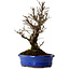 Ulmus parvifolia Nire, 22 cm, ± 10 years old