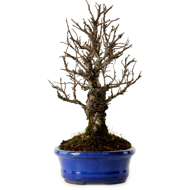 Ulmus parvifolia Nire, 22 cm, ± 10 jaar oud