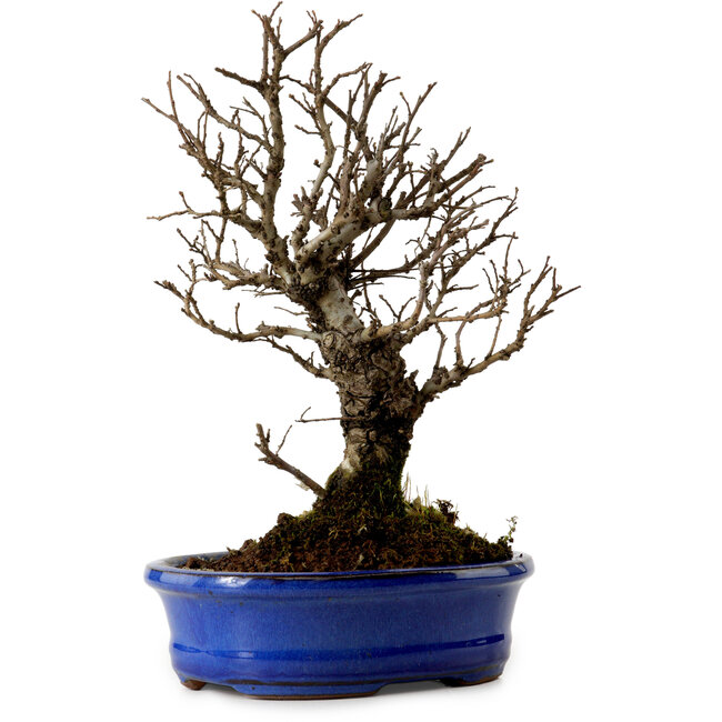 Ulmus parvifolia Nire, 22 cm, ± 10 Jahre alt