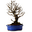 Ulmus parvifolia Nire, 22 cm, ± 10 years old